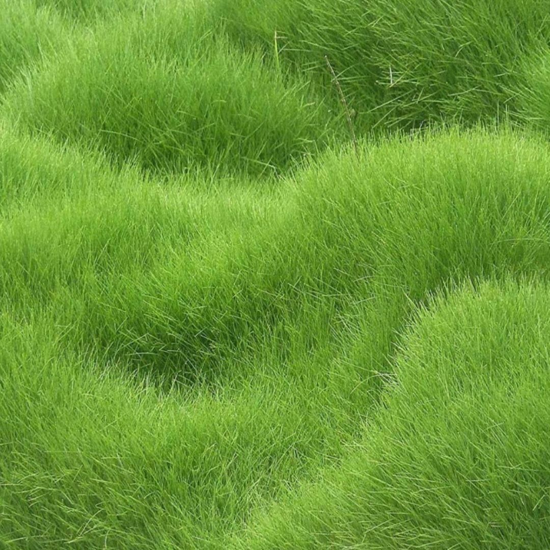 EcoGreen Luxe Grass Seeds - Hybrid Premium Lawn Beautifier (Pack of 100 Seeds)